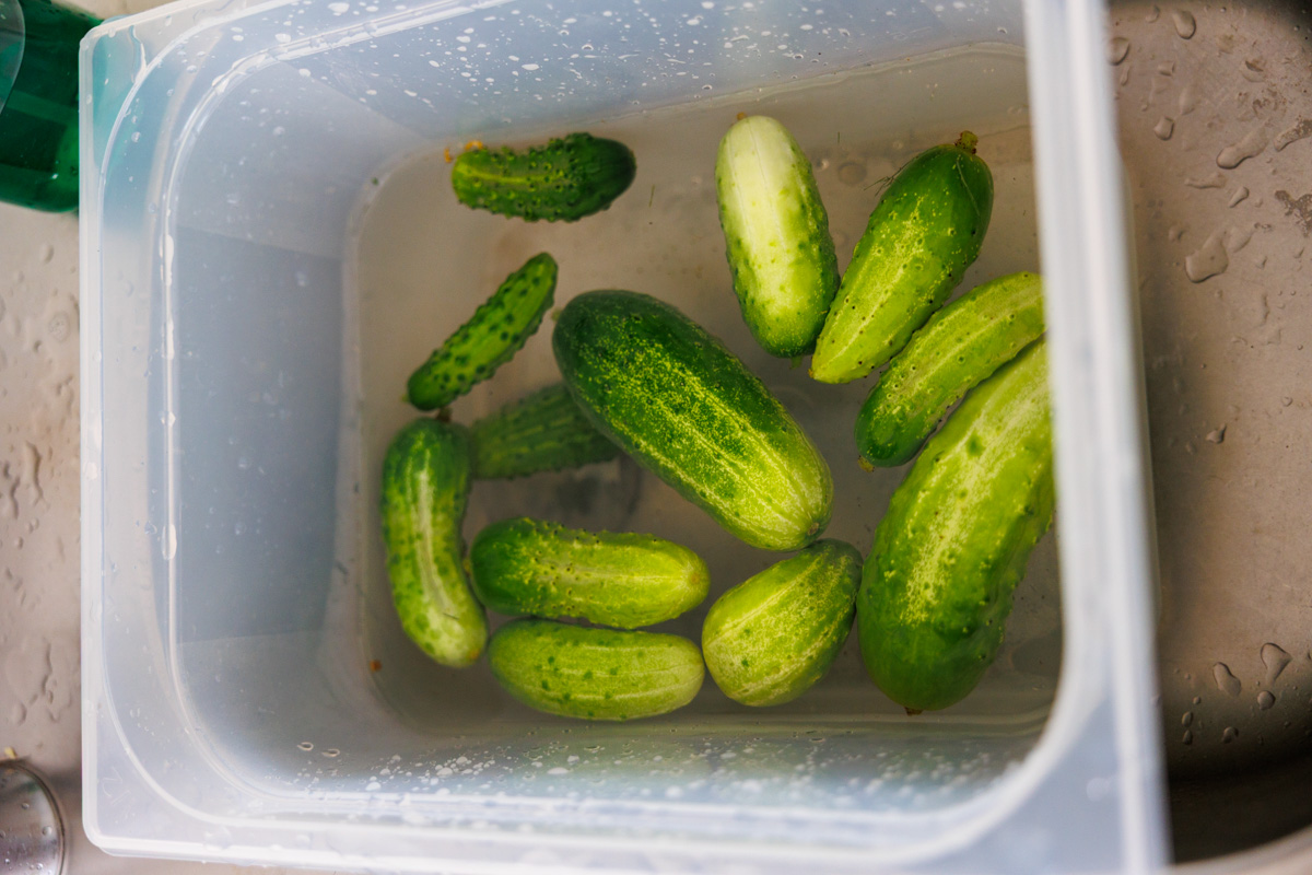 Nyskördade inläggningsgurkor sköljs före Bread and Butter Pickles
