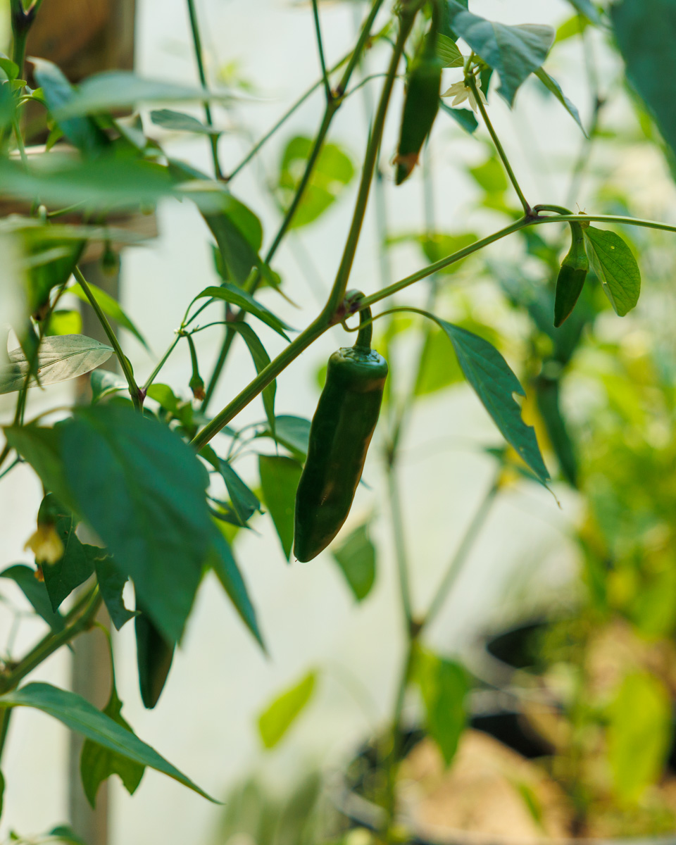 Chili på planta före skörd