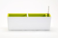 Berberis_60_white_18