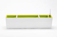 Berberis_80_white_1