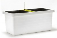 berberis_duo_white_1