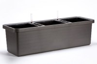 berberis_trio_antracit_1