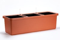 berberis_trio_terra_1